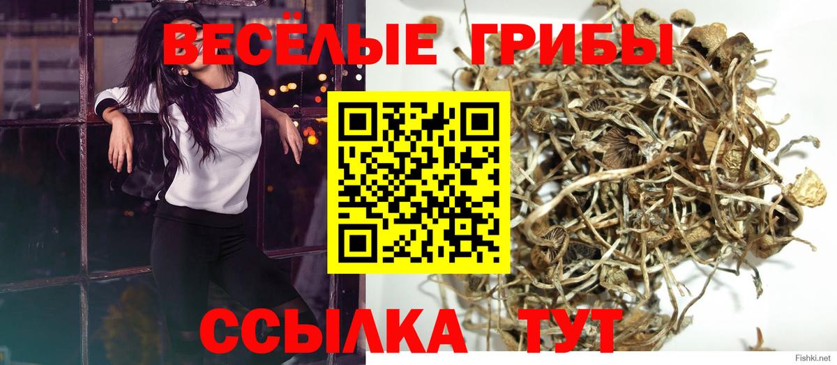 Псилоцибиновые грибы Psilocybe Грязи